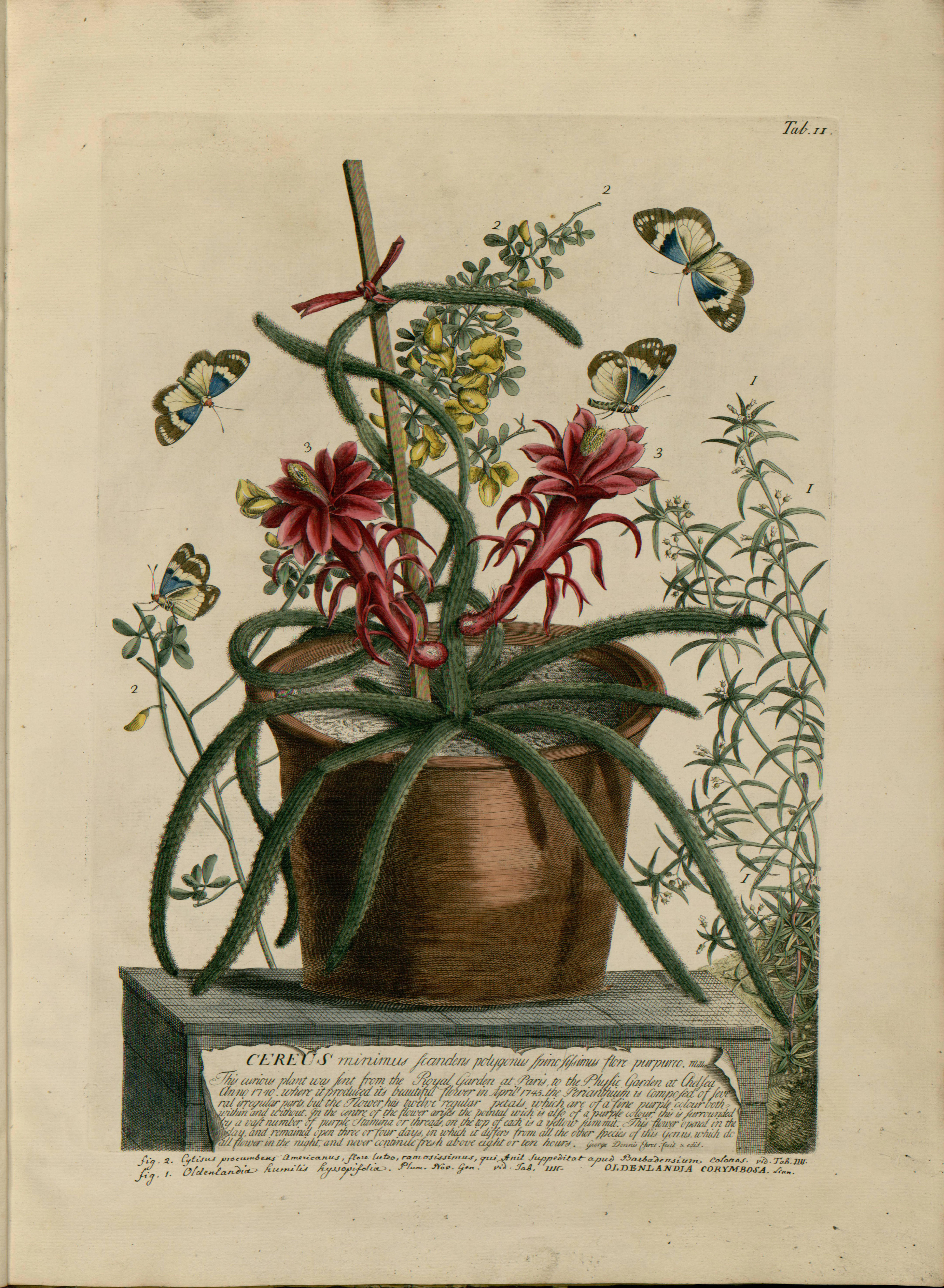 Plantae et papiliones rariores, depictae et aeri incisae a Georgio Dionysio Ehret