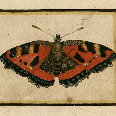 papillon