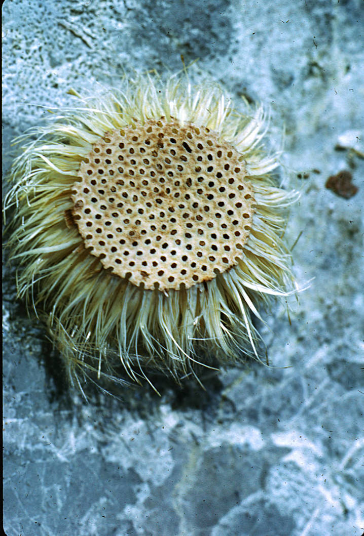 Carlina acaulis : réceptacle