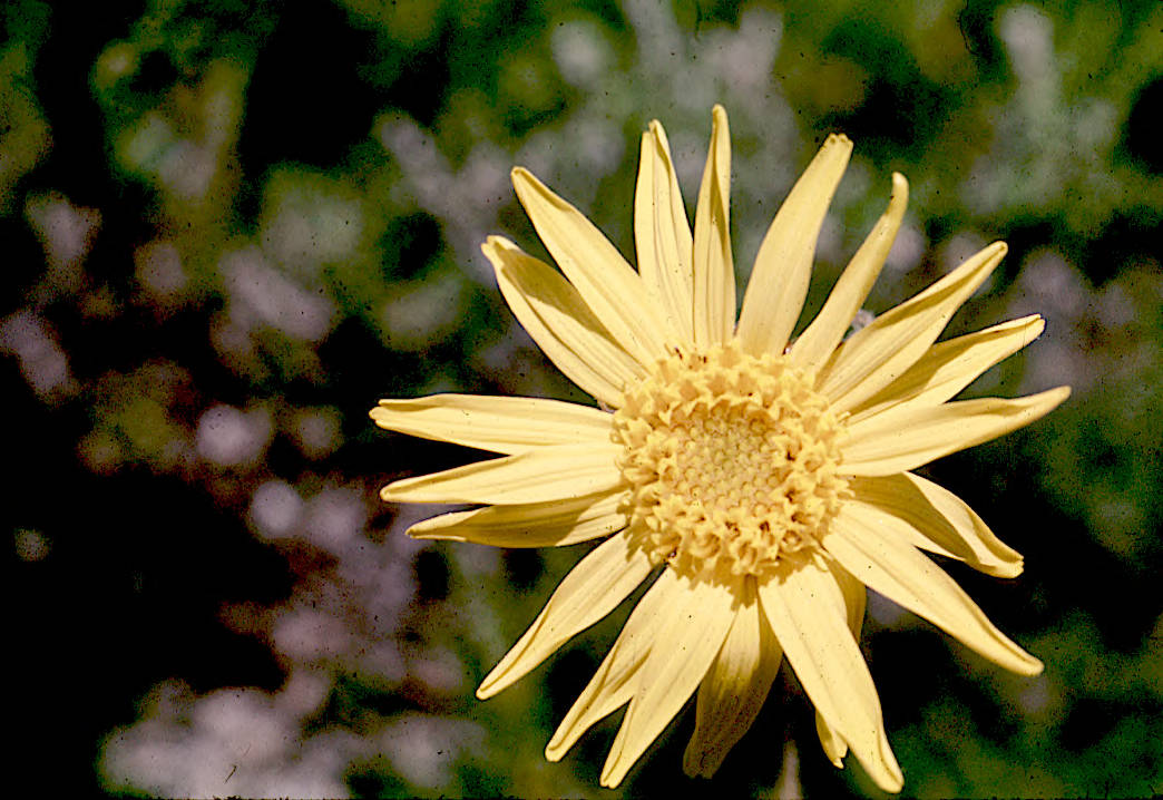 Arnica montana : capitule