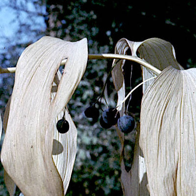  Polygonatum multiflorum : plante en fruits