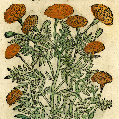 Flos Aphricanus