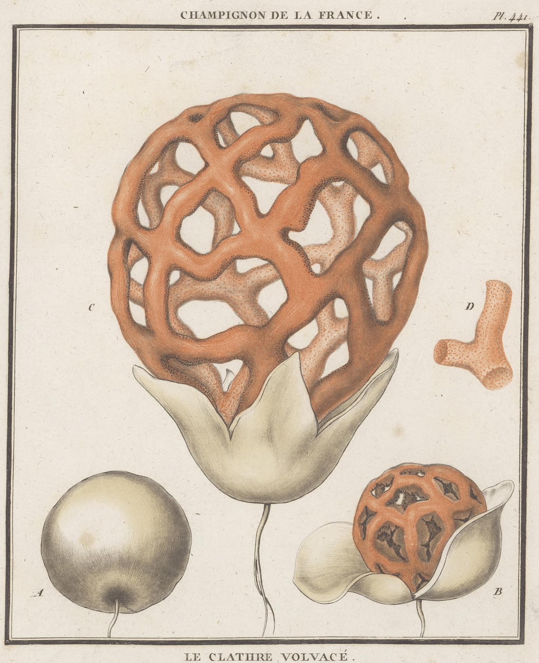 Gravure des trois états du clathre volvacé