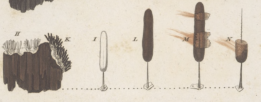 Gravure des différents états de la capilline typhoïde