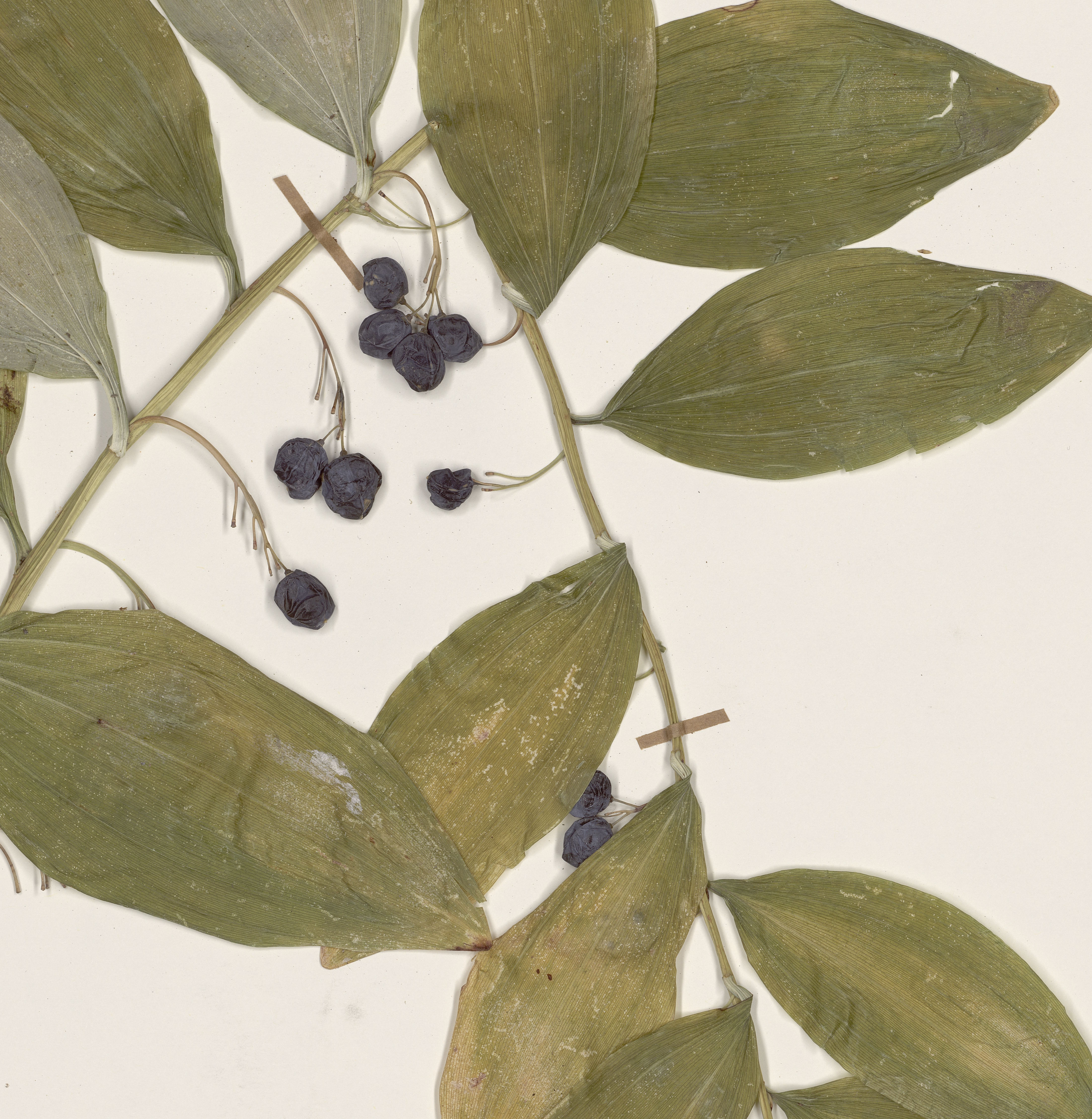 Planche d'herbier, floradna_00131