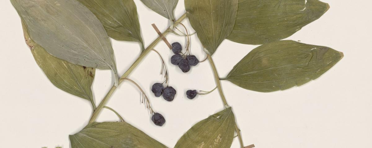 Planche herbier, floradna_00131